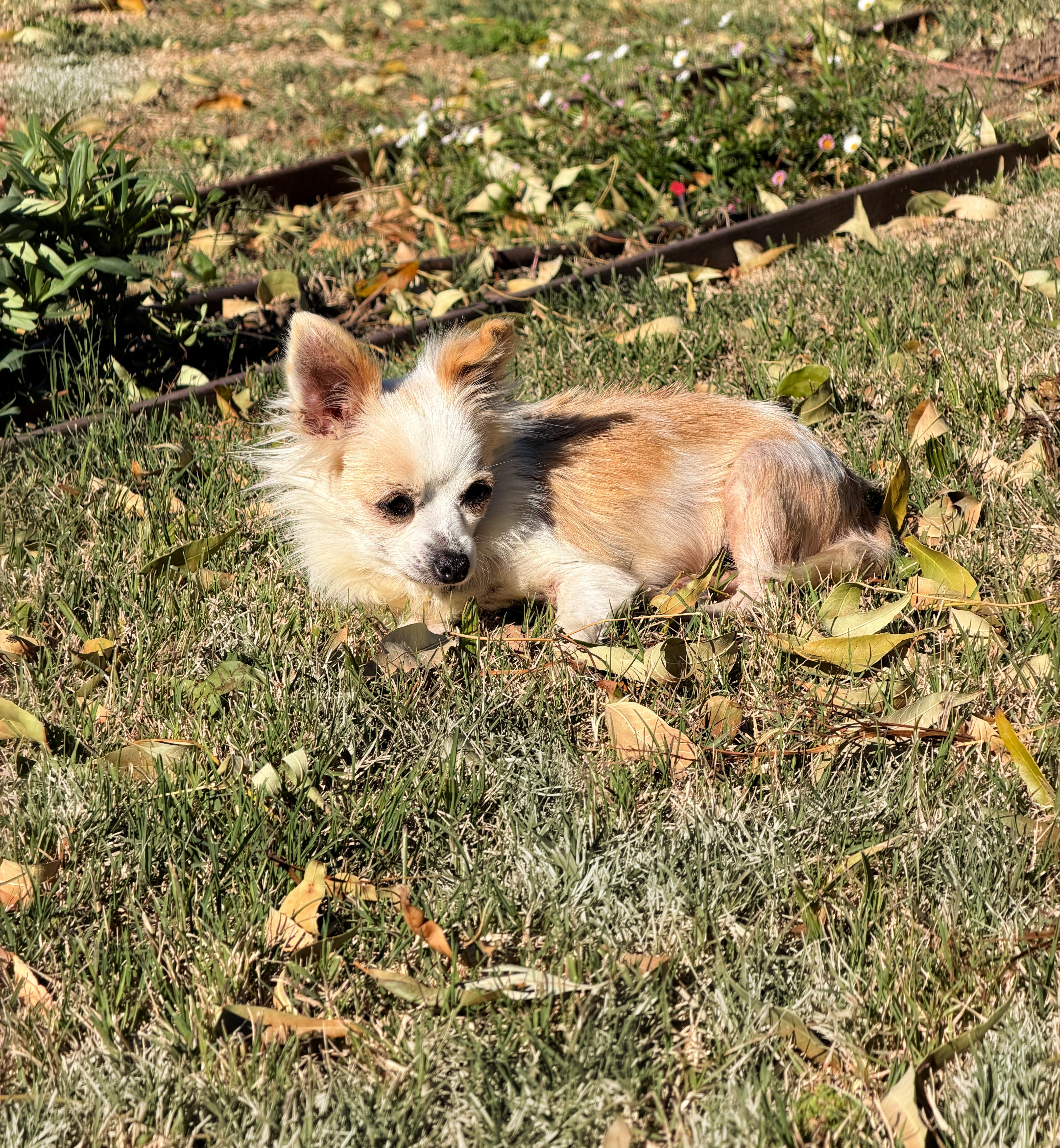 Honey Loves To Cuddle! thumbnail 5