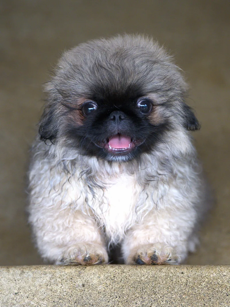 A baby small-sized male Bicolor Pekingese dog named Ike for adoption in Hoquiam, WA