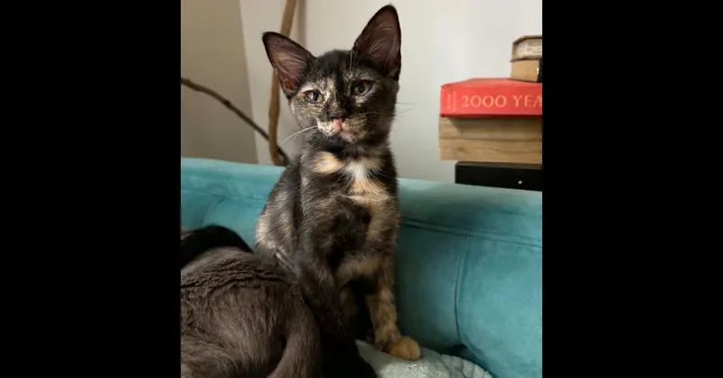 A baby small-sized female Tortoiseshell Domestic Short Hair cat named Tomato for adoption in Groveland, MA