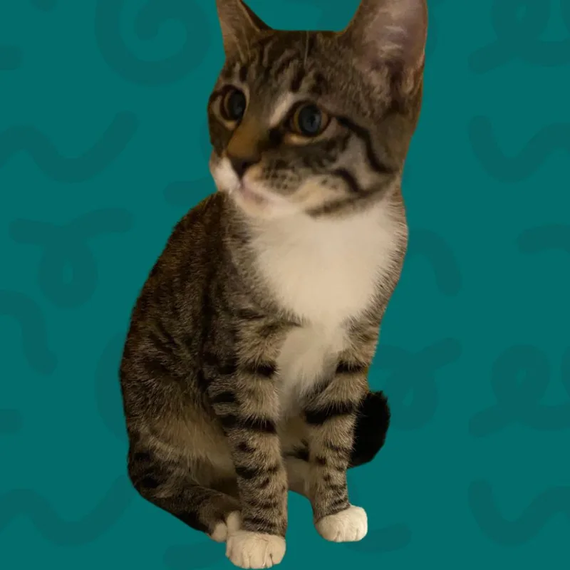 A baby small-sized female Brown / Chocolate Domestic Short Hair cat named Mikasa for adoption in Reno, NV