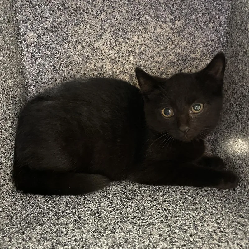 A baby small-sized female Black Domestic Short Hair cat named Tammy for adoption in Ballston Spa, NY