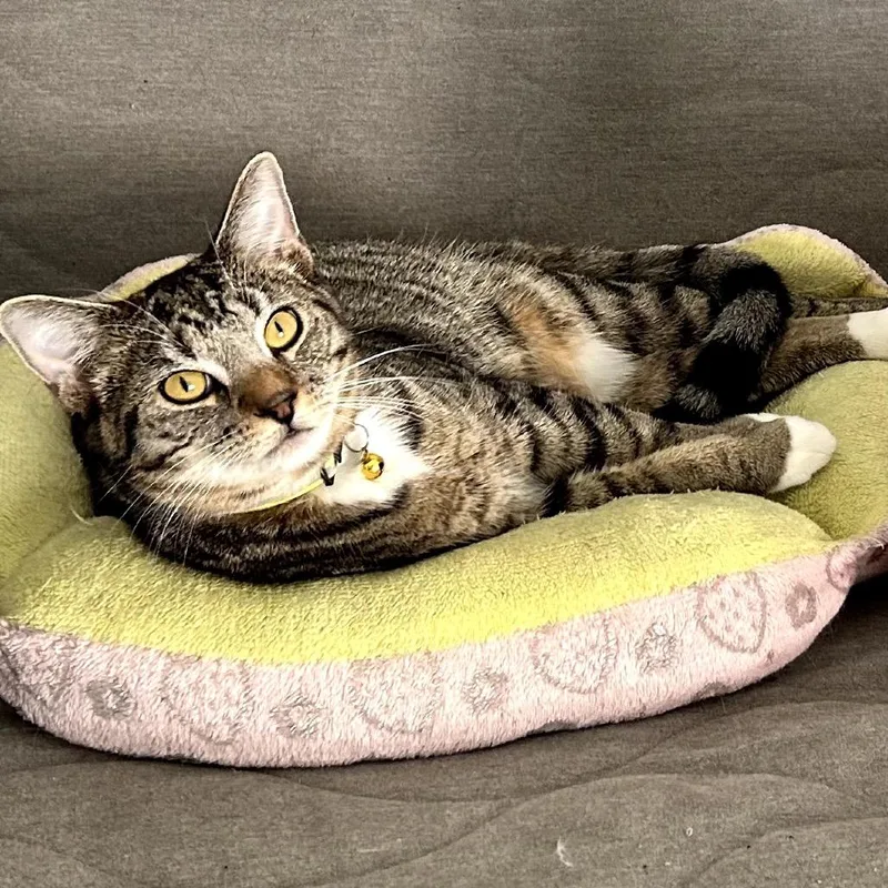 A young small-sized male Brown / Chocolate Domestic Short Hair cat named Stitch for adoption in Woodbridge, VA