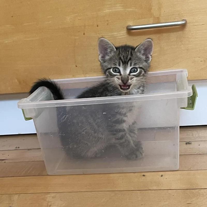 A baby small-sized male Gray / Blue / Silver Domestic Short Hair cat named Corn Dog for adoption in Madison, WI