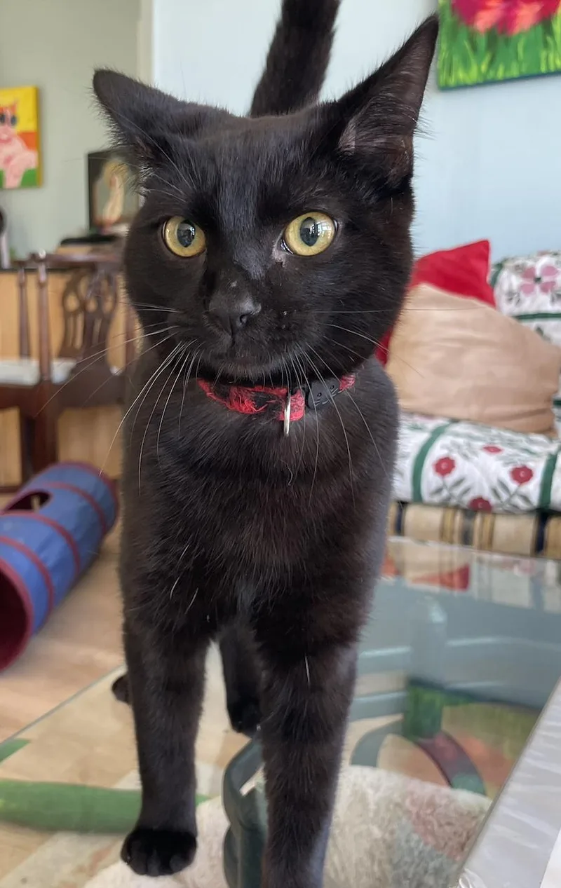 A young medium-sized male Domestic Short Hair cat named Tequila for adoption in Fulton, NY
