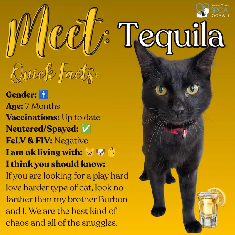 Tequila thumbnail 2