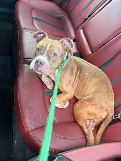 An adult medium-sized male Mixed Breed dog named Talahasee for adoption in Atlanta, GA