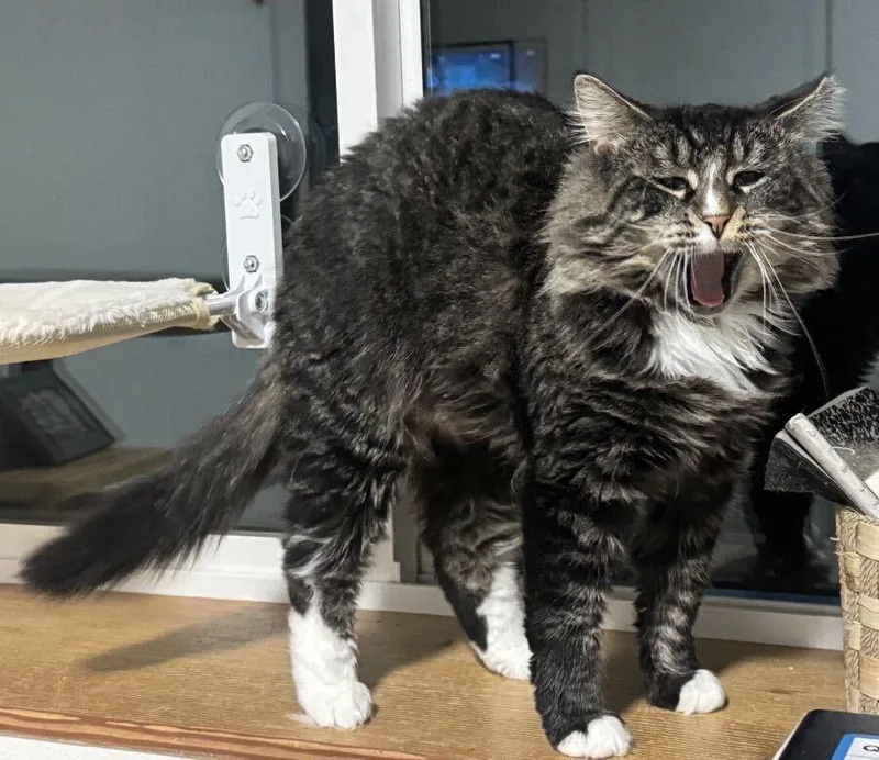 A young large-sized male Domestic Medium Hair cat named Pickles for adoption in Seattle, WA