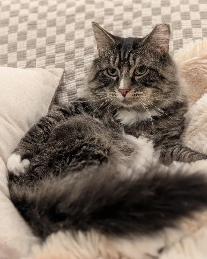 Pickles thumbnail 3