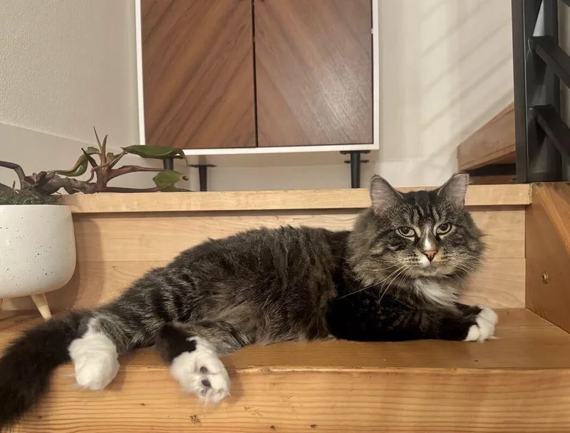 Pickles thumbnail 6