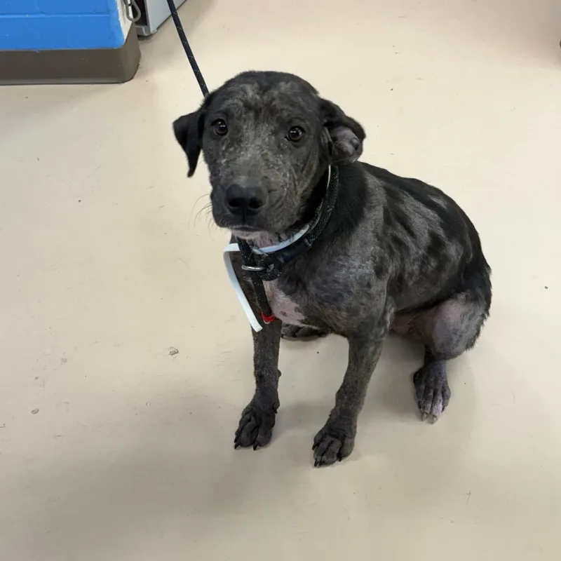 A young medium-sized female Black Mixed Breed dog named Becca for adoption in Pine Bluff, AR