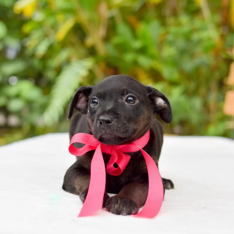 A baby medium-sized female Black Mixed Breed dog named Pitaya for adoption in Kailua Kona, HI