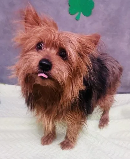 Rigby Rover thumbnail 2