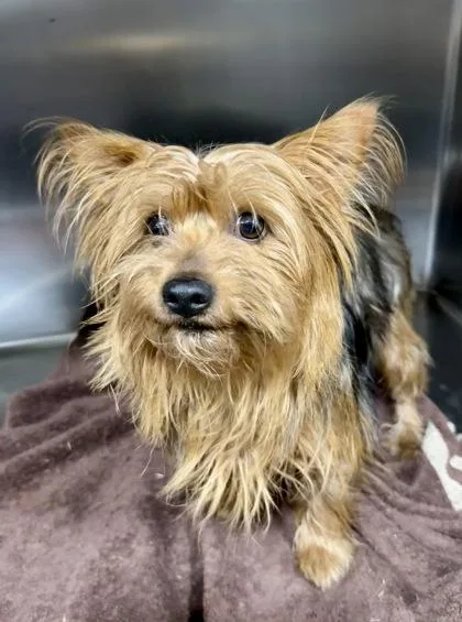 Rigby Rover thumbnail 3