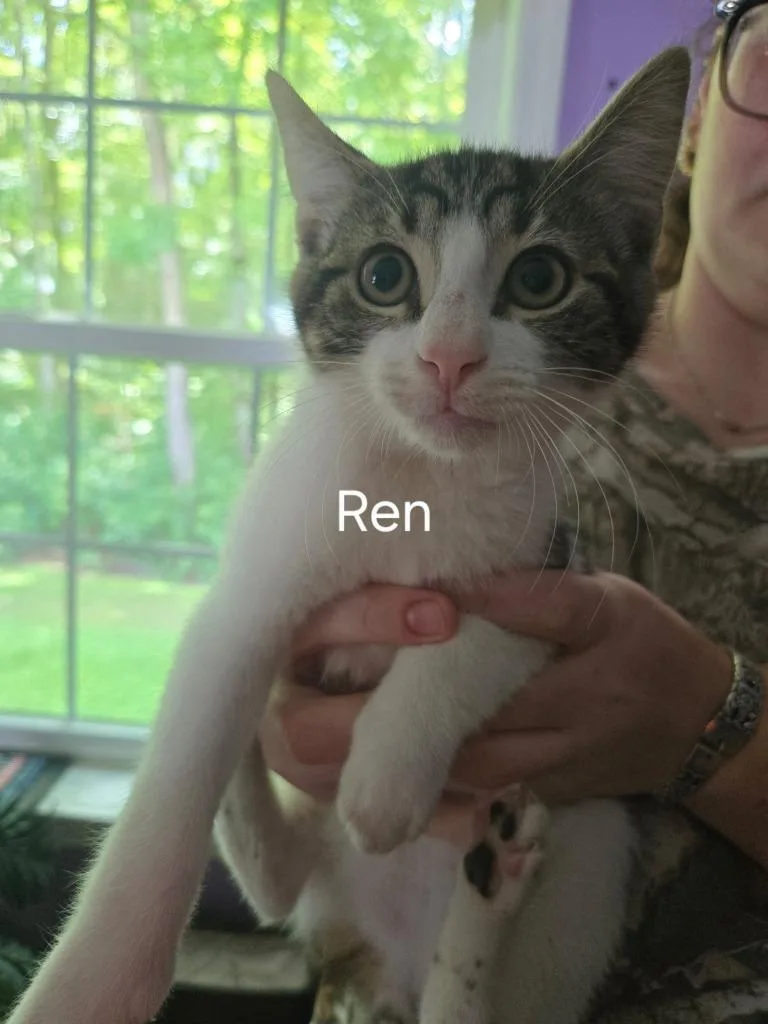 A baby small-sized male Domestic Short Hair cat named Ren for adoption in Cambridge, MD