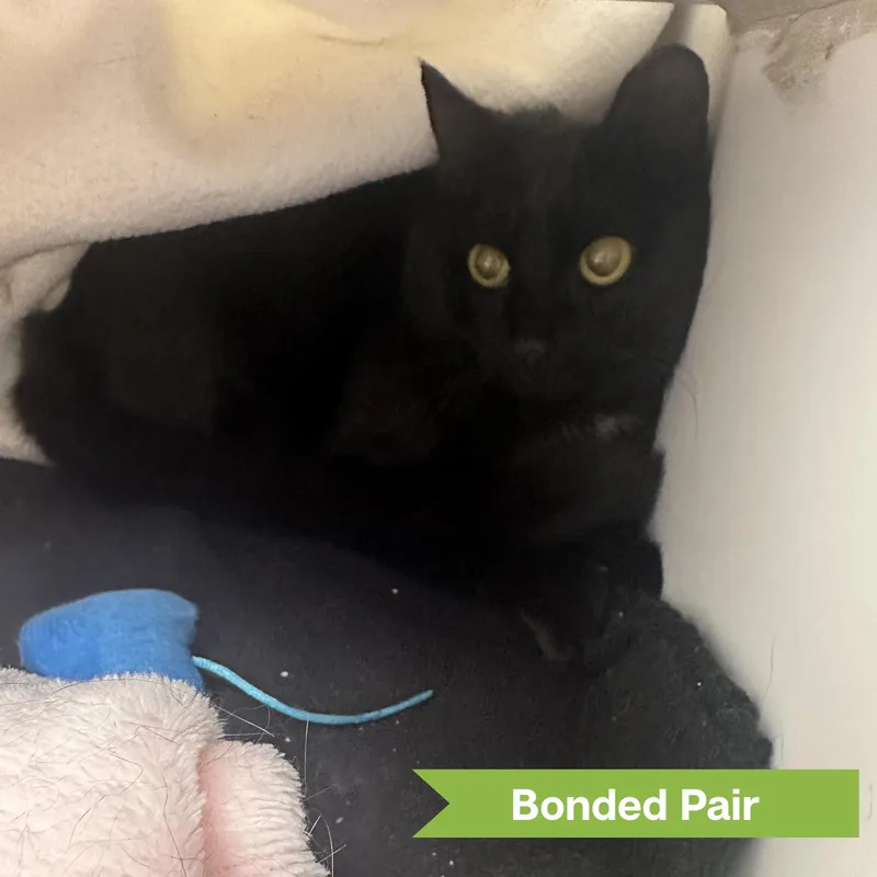 An adult medium-sized female Domestic Short Hair cat named Star for adoption in Reisterstown, MD