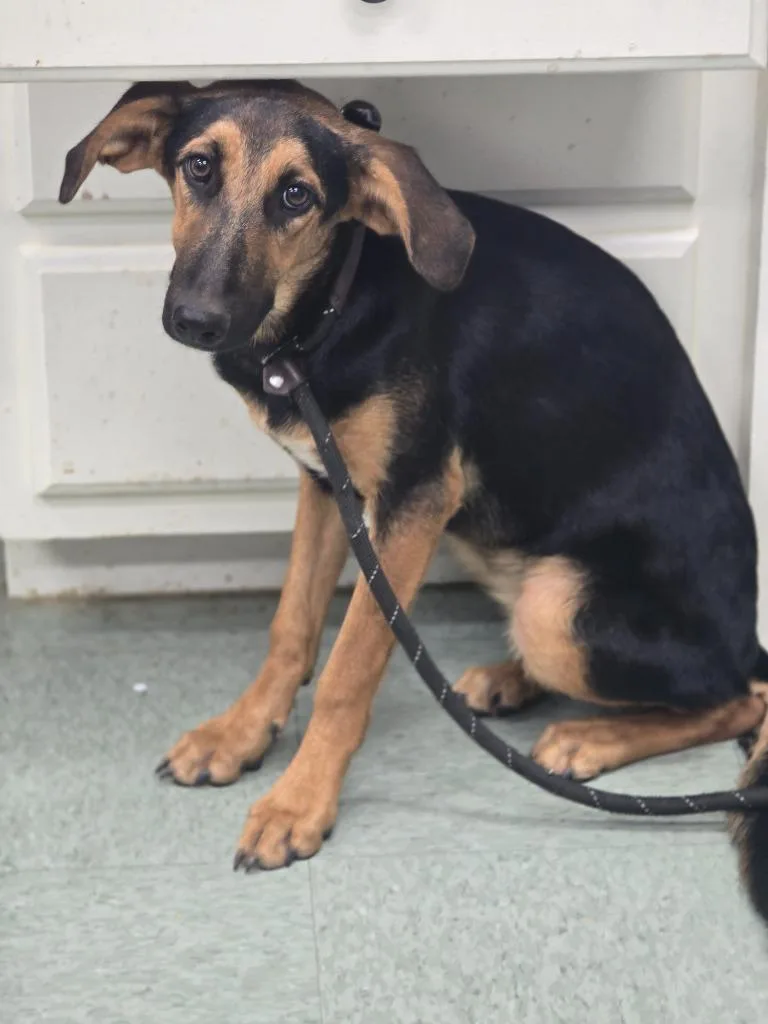 A baby medium-sized female Hound dog named Rainie for adoption in Danielsville, GA