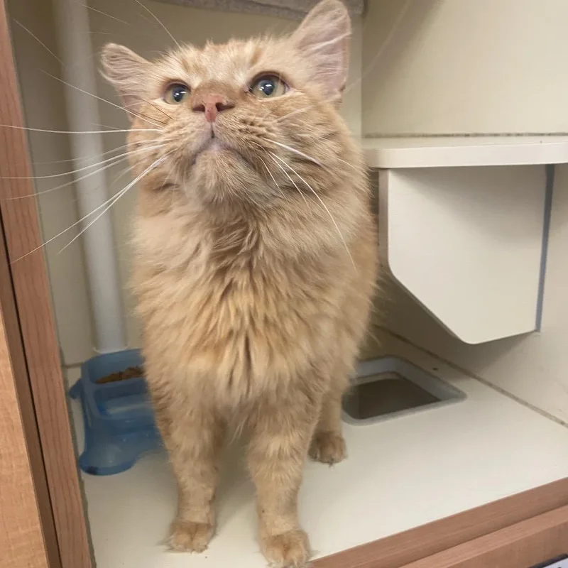 A senior large-sized male Orange / Red Domestic Long Hair cat named Dave for adoption in Dayton, OH