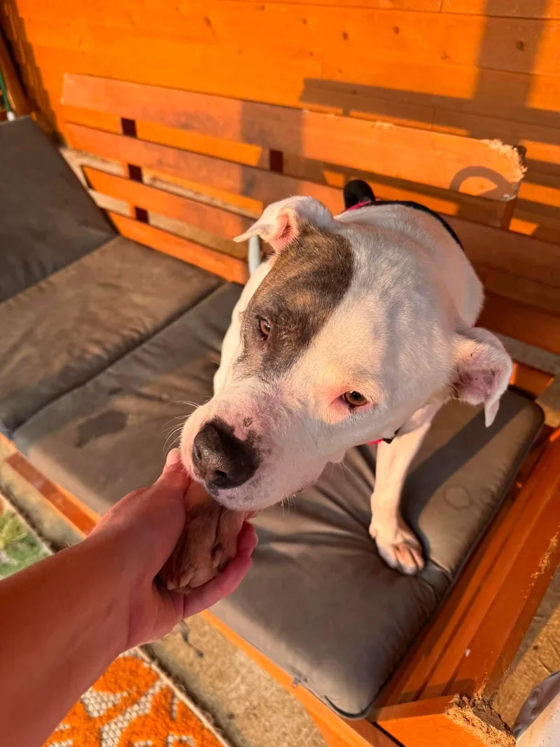 A senior medium-sized female Pit Bull Terrier dog named Matilda Grace for adoption in Germantown, OH