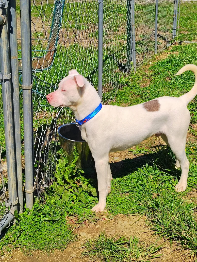 A young medium-sized male White / Cream American Staffordshire Terrier dog named Parker for adoption in Taylorsville, KY