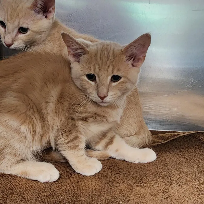 A baby small-sized female Buff / Tan / Fawn Domestic Short Hair cat named Funyun for adoption in Bedford, NH
