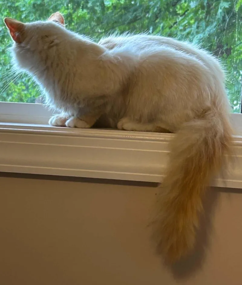 A young medium-sized male Siamese cat named Pippy for adoption in Beckley, WV