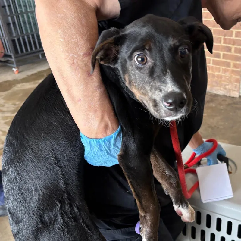 A baby small-sized male Black Hound dog named Cooper for adoption in Birmingham, AL