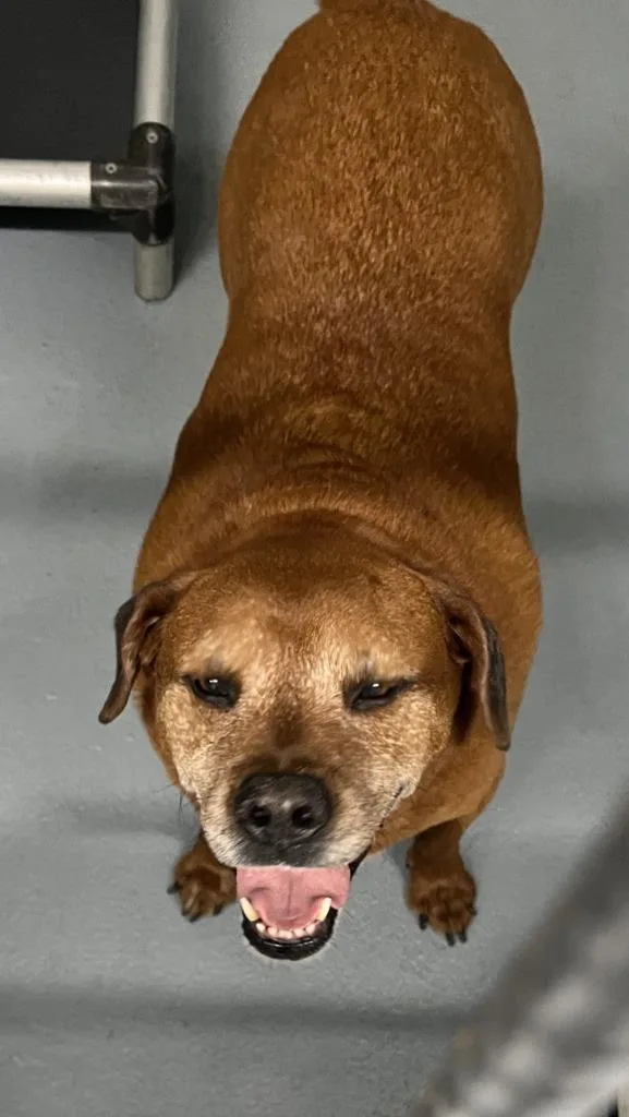 A senior large-sized male Mixed Breed dog named Polo for adoption in Cartersville , GA