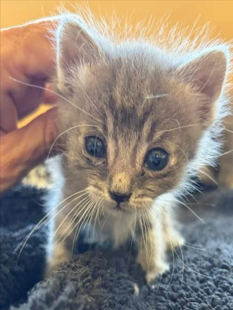 A baby small-sized male Gray / Blue / Silver Domestic Short Hair cat named Binx for adoption in Woodland, CA