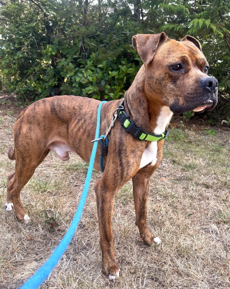 An adult medium-sized male Pit Bull Terrier dog named Clyde for adoption in Waldport, OR