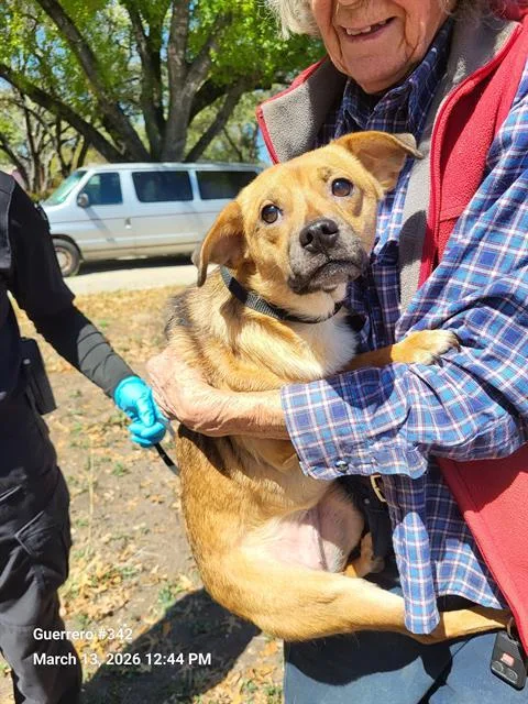 A young small-sized female Terrier dog named Liberty for adoption in San Antonio, TX