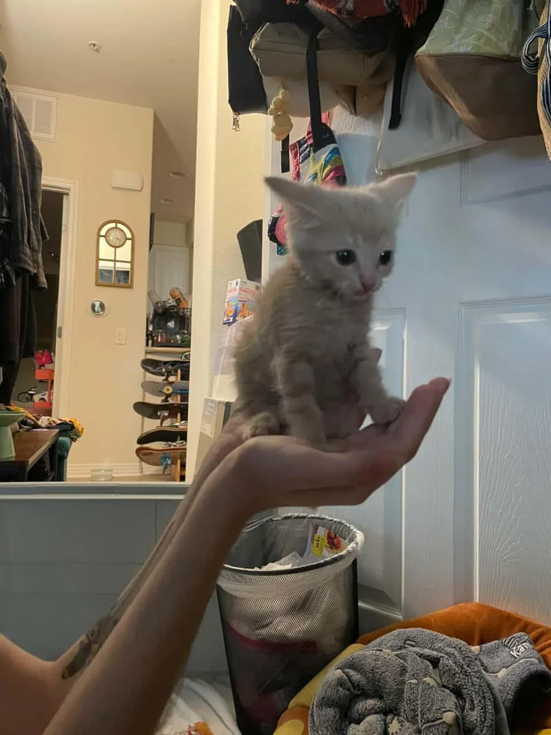 A baby small-sized female Domestic Short Hair cat named Nugget for adoption in Long Beach, CA