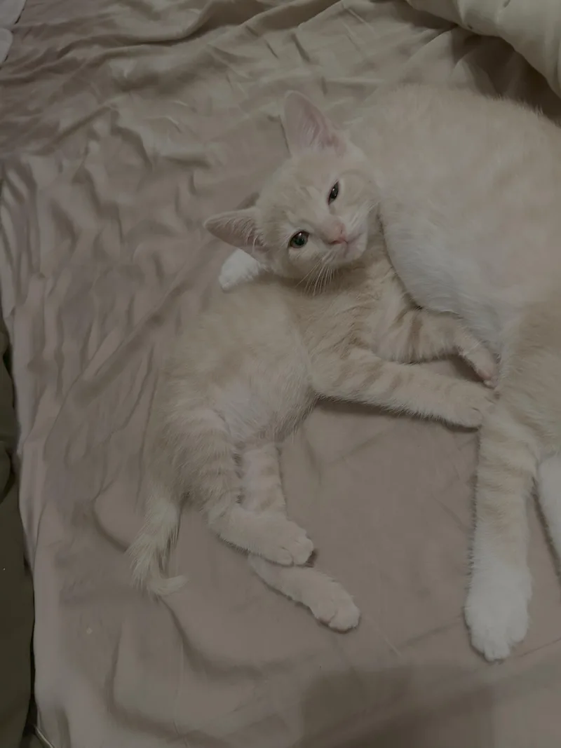 Nugget thumbnail 2