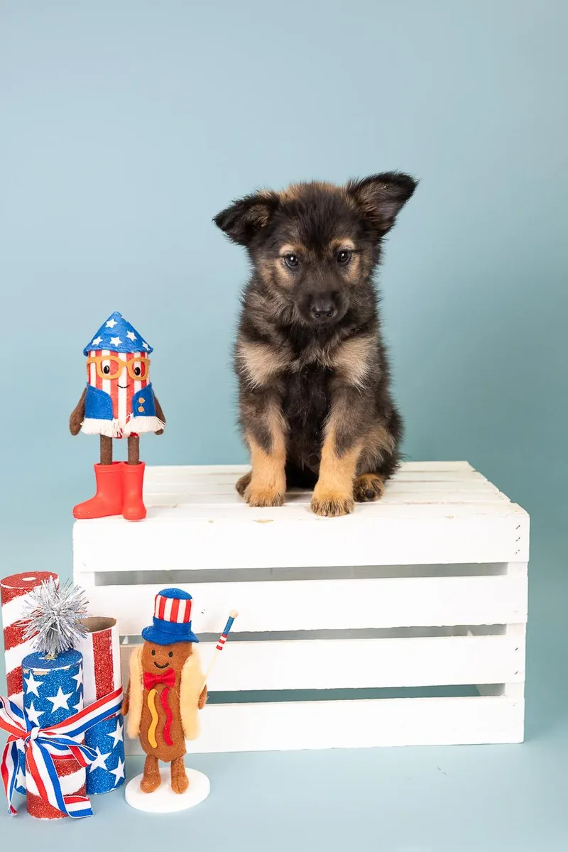 A baby medium-sized male Shepherd dog named 544-26 for adoption in Brighton, CO