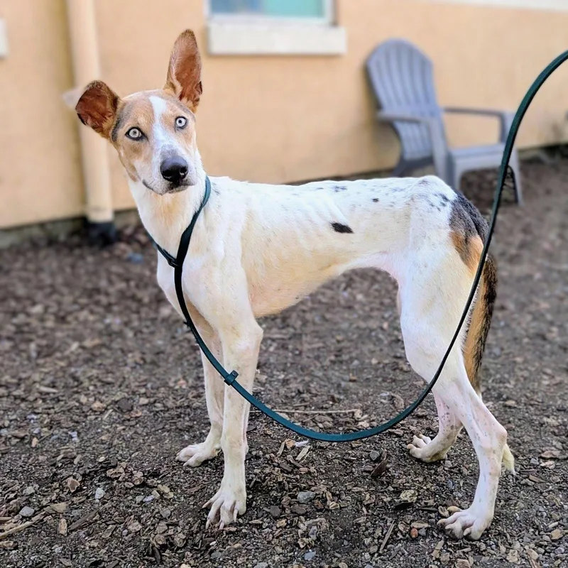 A young medium-sized female German Shepherd Dog dog named Orchid for adoption in Oakland, CA