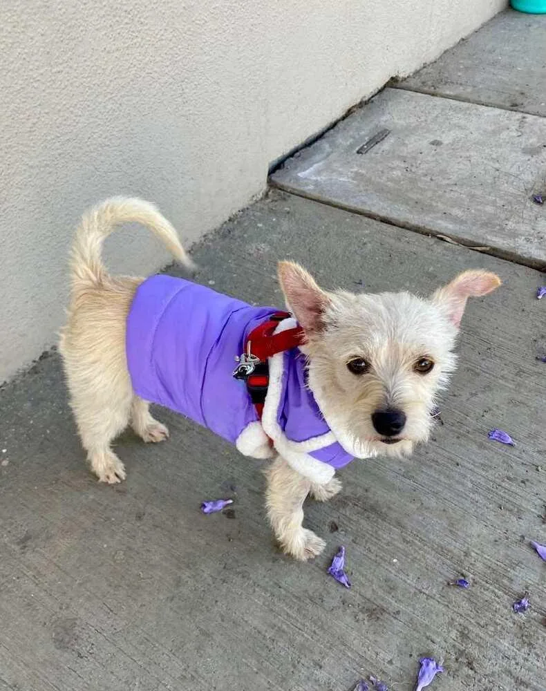 A young small-sized female White / Cream Terrier dog named Olivia for adoption in Escondido, CA