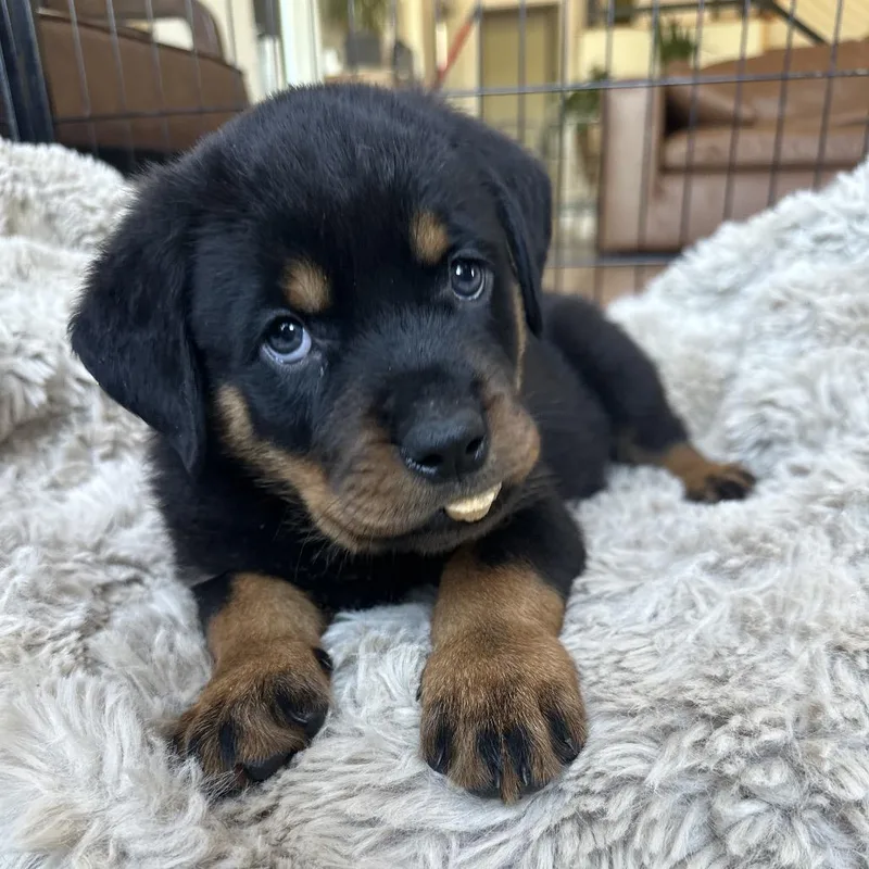 A baby large-sized male Black Rottweiler dog named Krew for adoption in Phoenix, AZ