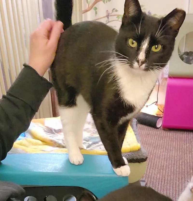 A young medium-sized female Domestic Short Hair cat named Kristie for adoption in Spring Lake, NJ