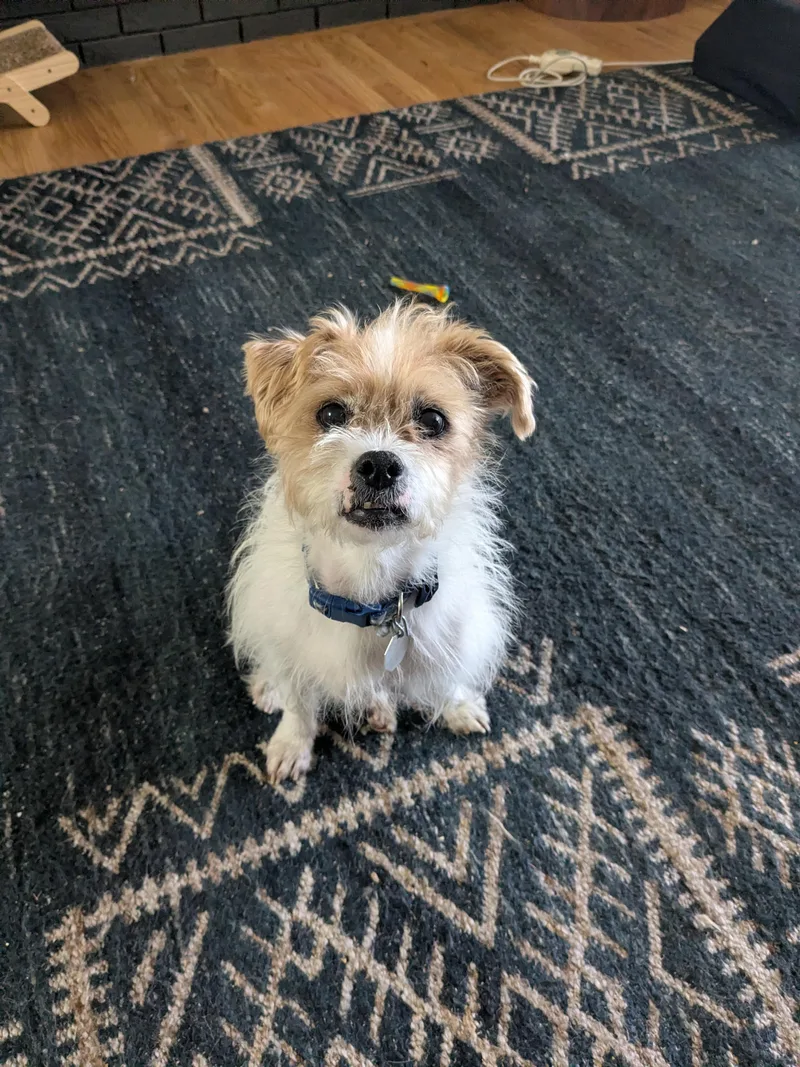 A senior small-sized male Border Terrier dog named Moki for adoption in Denver, CO