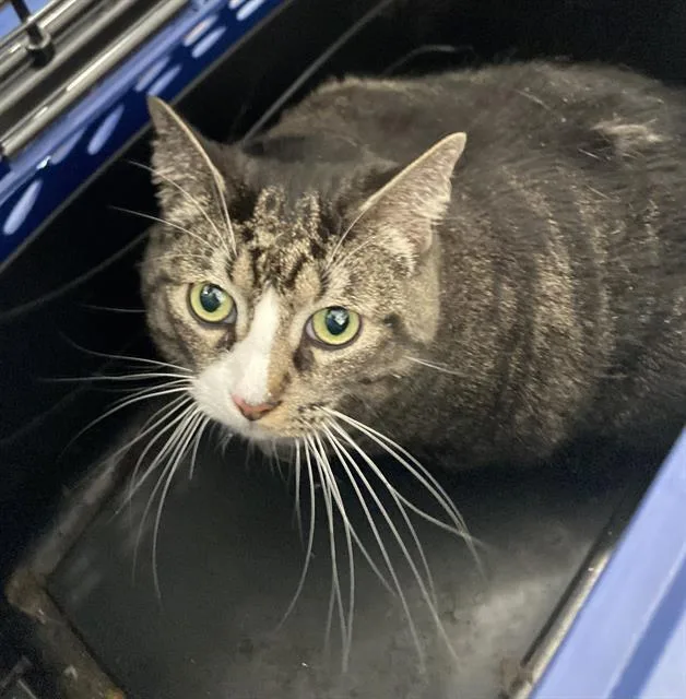 An adult medium-sized female Domestic Short Hair cat named Shy Bug for adoption in Dallas, TX