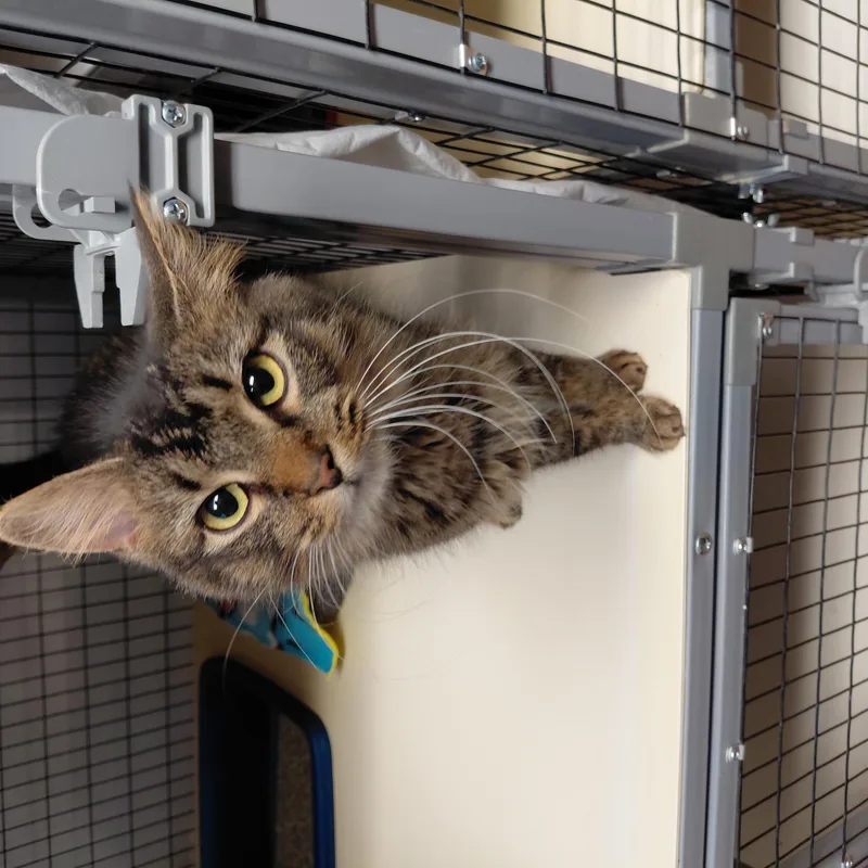 An adult medium-sized female Tabby (Tiger Striped) Domestic Medium Hair cat named Indy for adoption in Littleton, NH