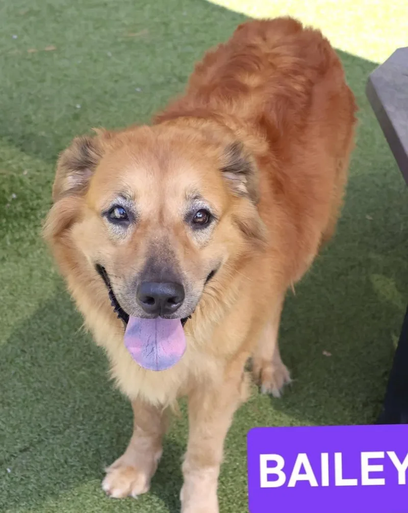 An adult large-sized female Golden Retriever dog named Bailey for adoption in Wantagh, NY
