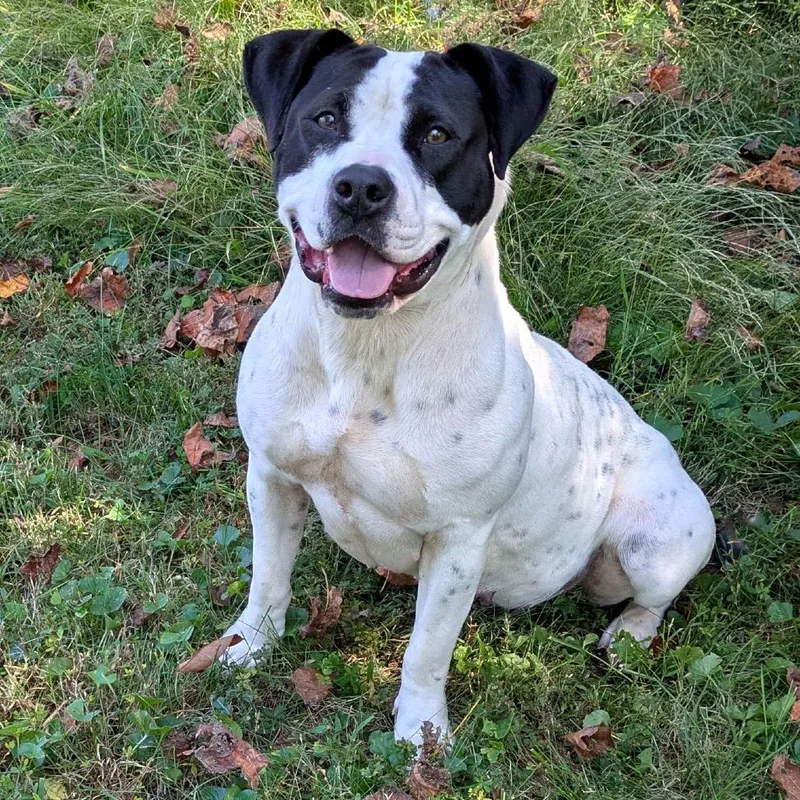 An adult medium-sized female White / Cream Pit Bull Terrier dog named Rhaenyra for adoption in Charlottesville, VA