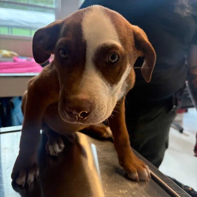 A baby small-sized male Brown / Chocolate Mixed Breed dog named Cadet for adoption in Huntington, WV