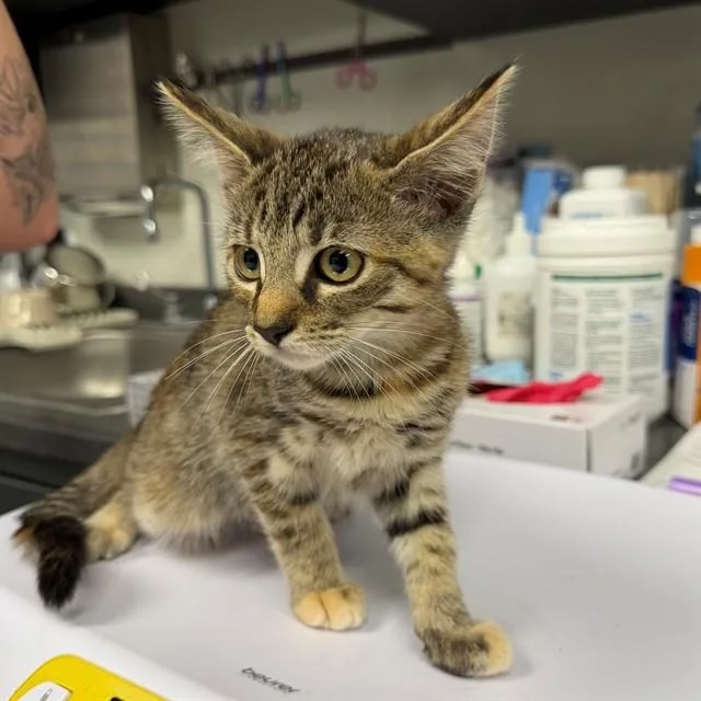 A baby small-sized female Domestic Short Hair cat named Cecillia for adoption in Ontario, CA