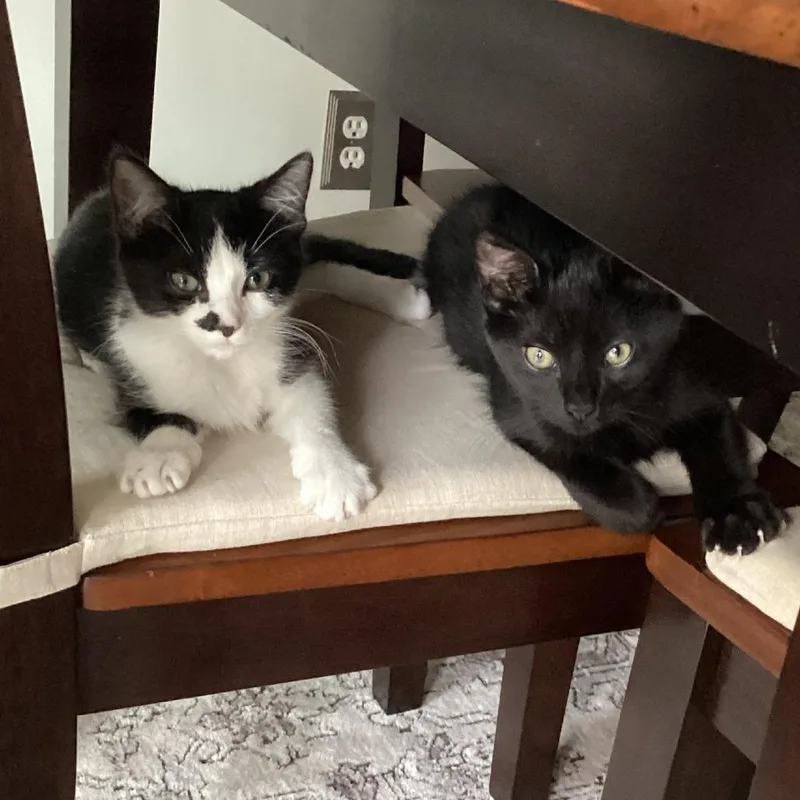 A baby small-sized male Black Domestic Short Hair cat named Pugsley for adoption in Columbia Station, OH