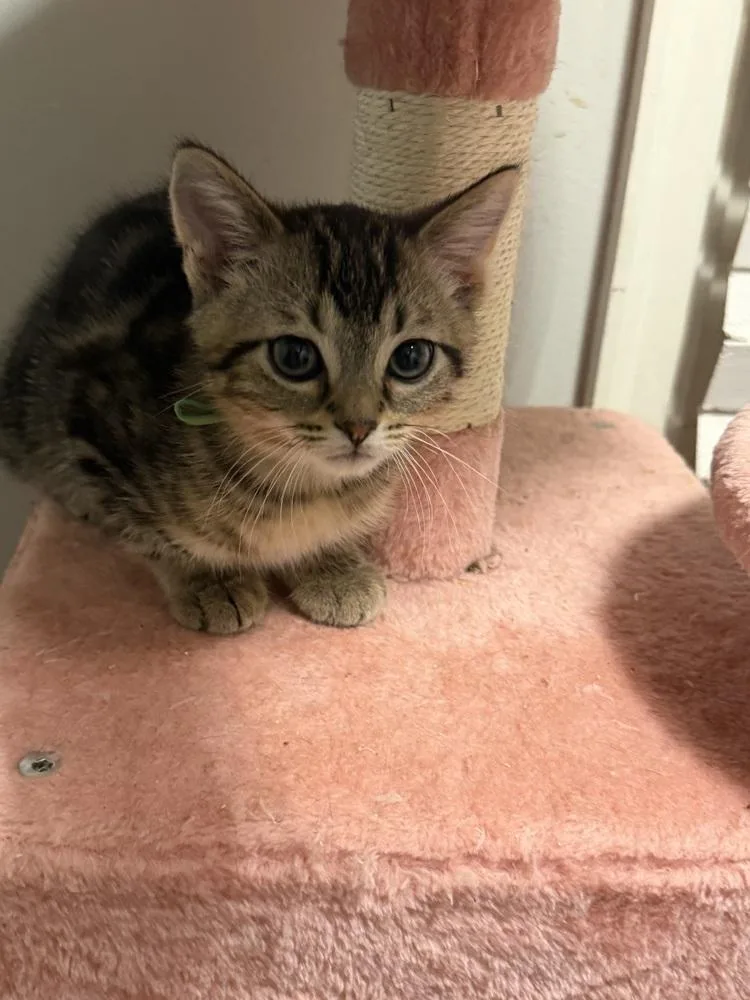A baby small-sized male Bengal cat named Maurice for adoption in Palatine, IL