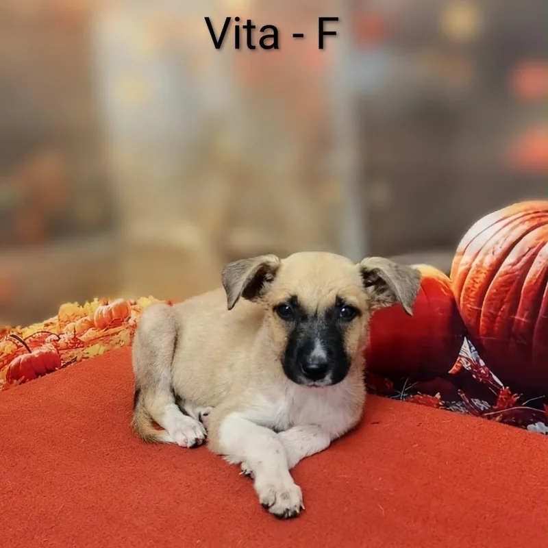 A baby medium-sized female White / Cream Shepherd dog named Vita for adoption in Griswold, CT