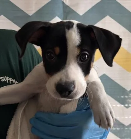 A baby small-sized male Mixed Breed dog named Kodi for adoption in Honolulu, HI