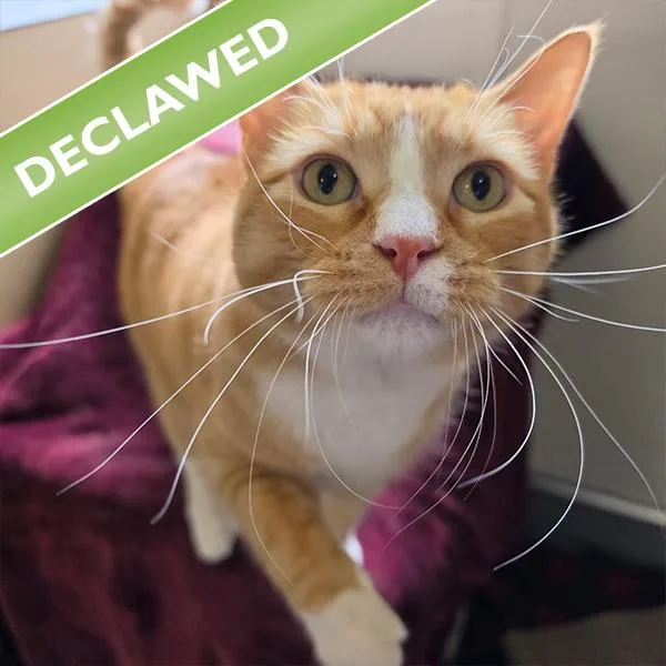 An adult medium-sized male Domestic Short Hair cat named Div for adoption in Des Moines, IA
