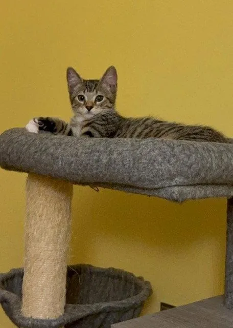 A baby medium-sized male Domestic Short Hair cat named Klondike for adoption in Harrisburg, PA